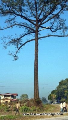 Hollong Tree