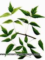 Neem-Assam
