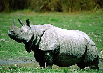Rhino